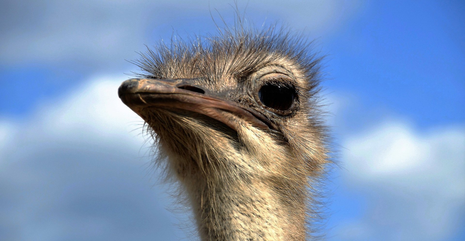 Cabeza de avestruz con aspecto desdeñoso
